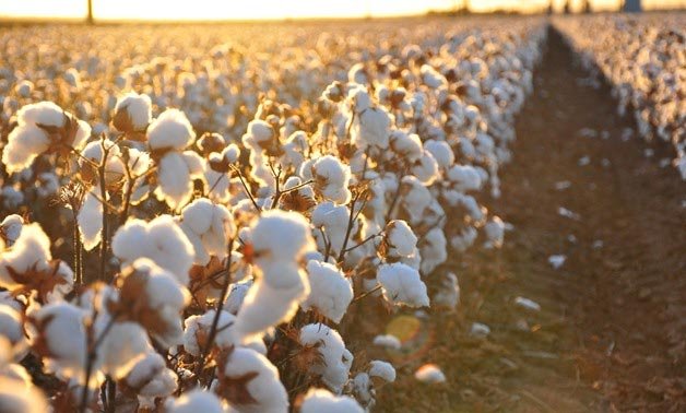 Egyptian Cotton - farming of Egyptian cotton 
